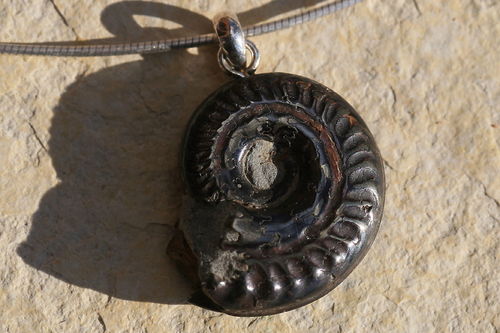 Ammonit mit Silberöse 03