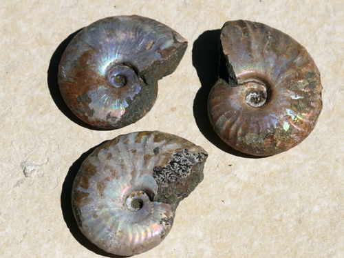 Ammonit irisierend groß 01