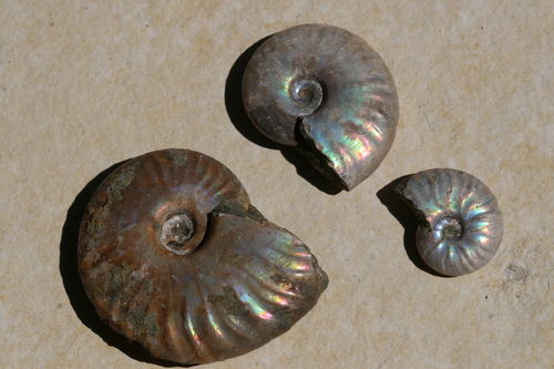 Ammonit irisierend mittel 02