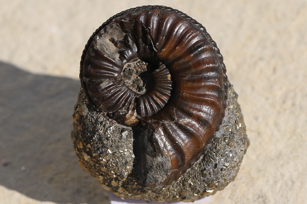 Pyrit nach Ammonit, Deutschland